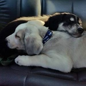 Meet your Posher, Dan